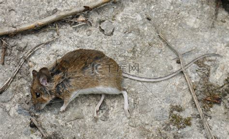 中國古代建築物 死掉的老鼠